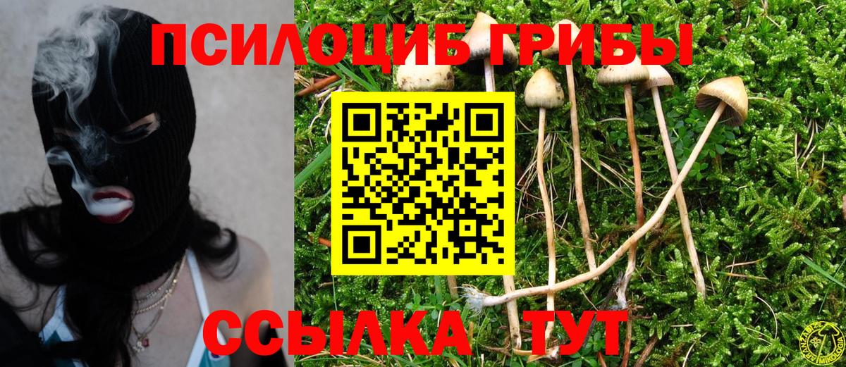 Псилоцибиновые грибы Psilocybe Волгоград